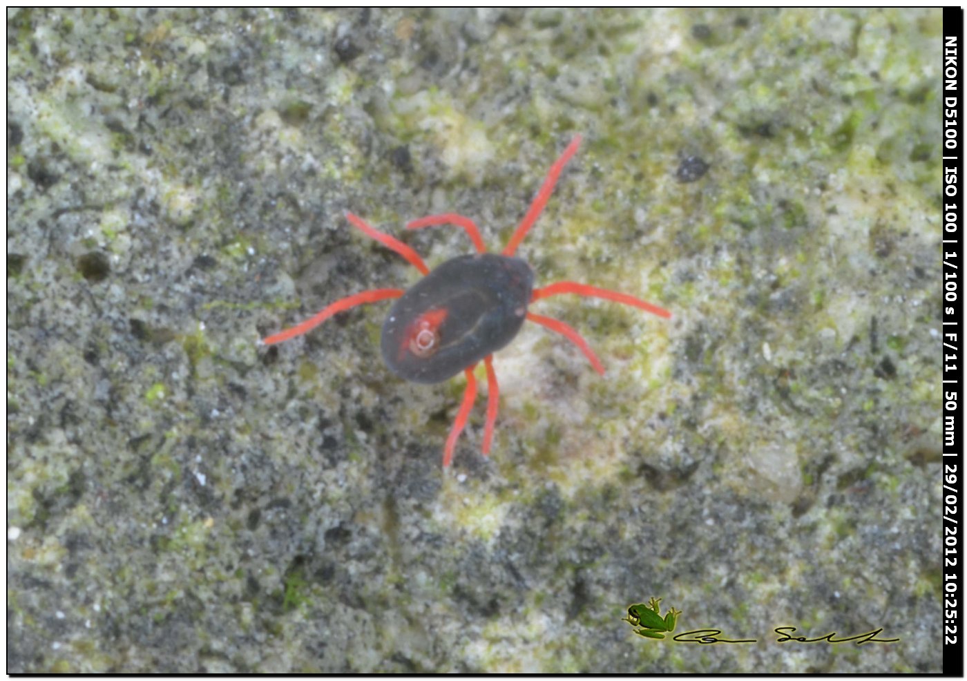 Acaro Penthaleidae, probably Penthaleus sp.