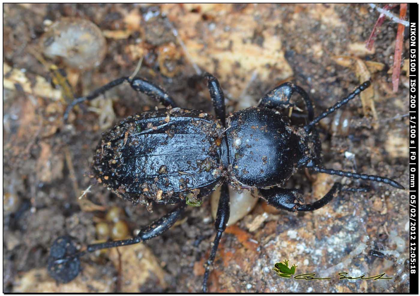 Scaurus striatus, Tenebrionidae