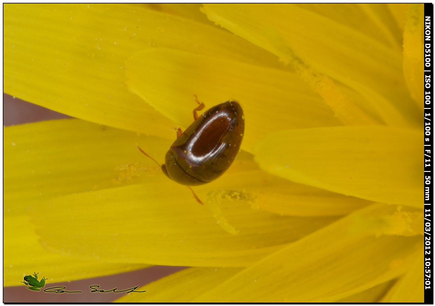 Mini da Stintino:  Phalacridae, forse Olibrus sp.