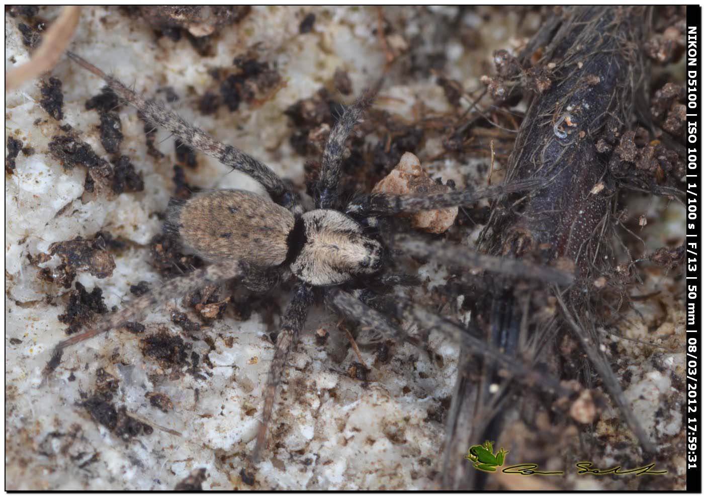 Nomisia cf. exornata