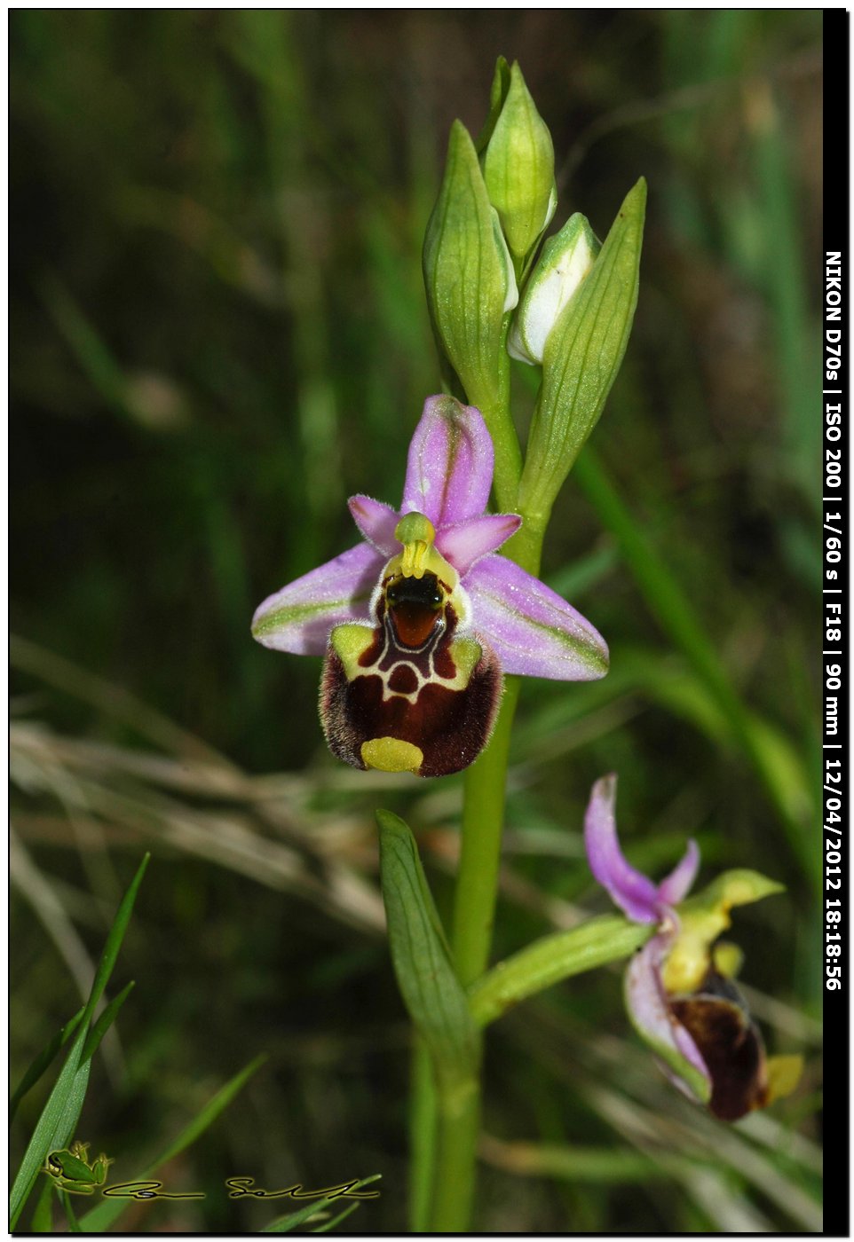 Ophrys annae