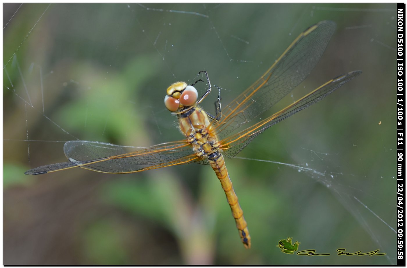 Trithemis annulata ♀