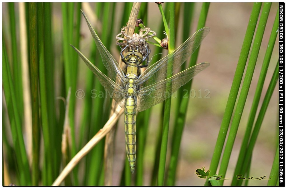 Orthetrum cancellatum, metamorfosi