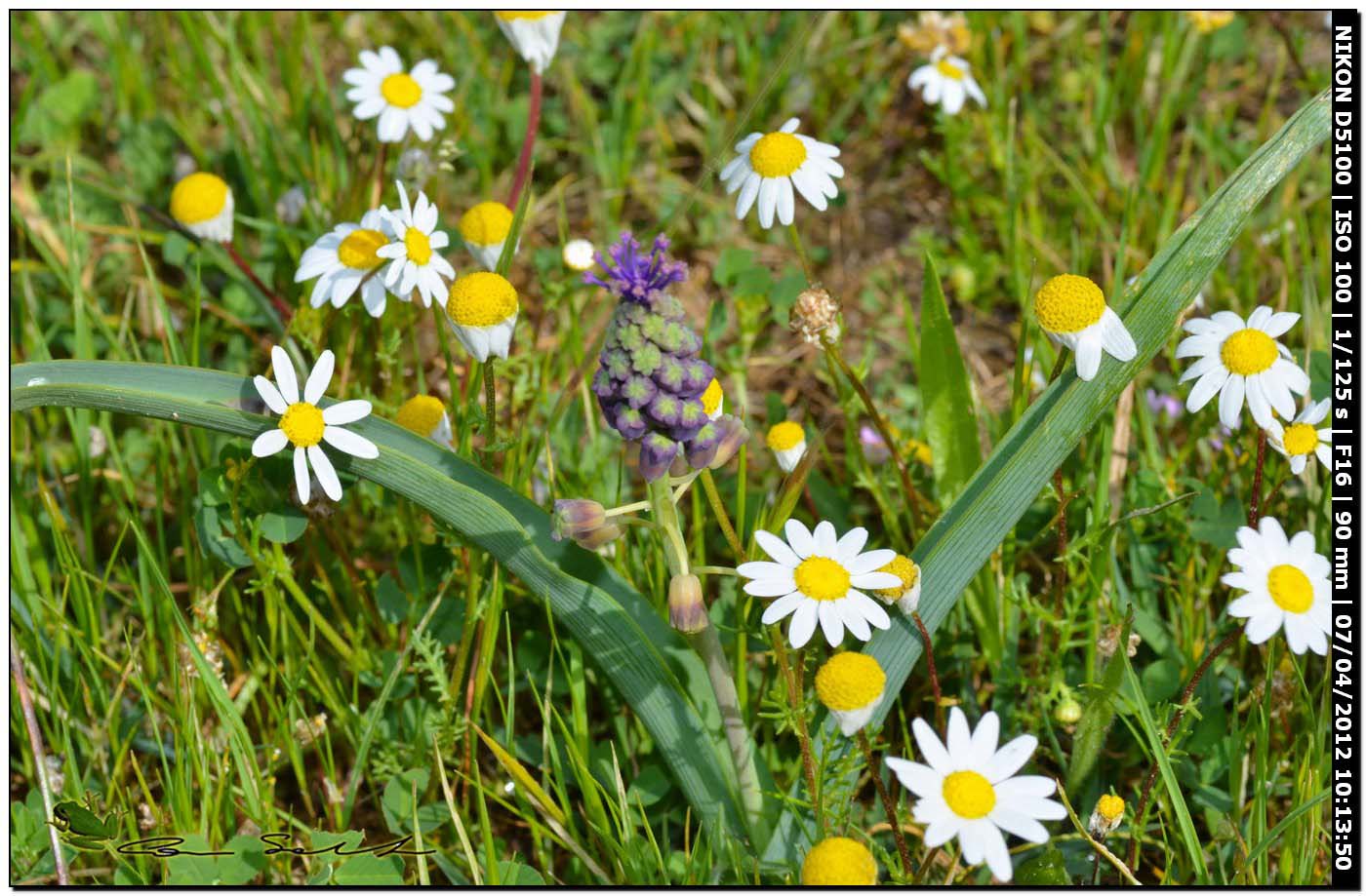 Da Uri - Muscari comosum (L.) Mill.