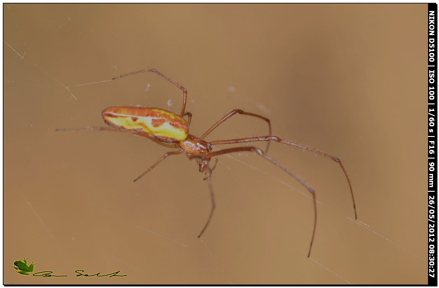 Tetragnatha sp.