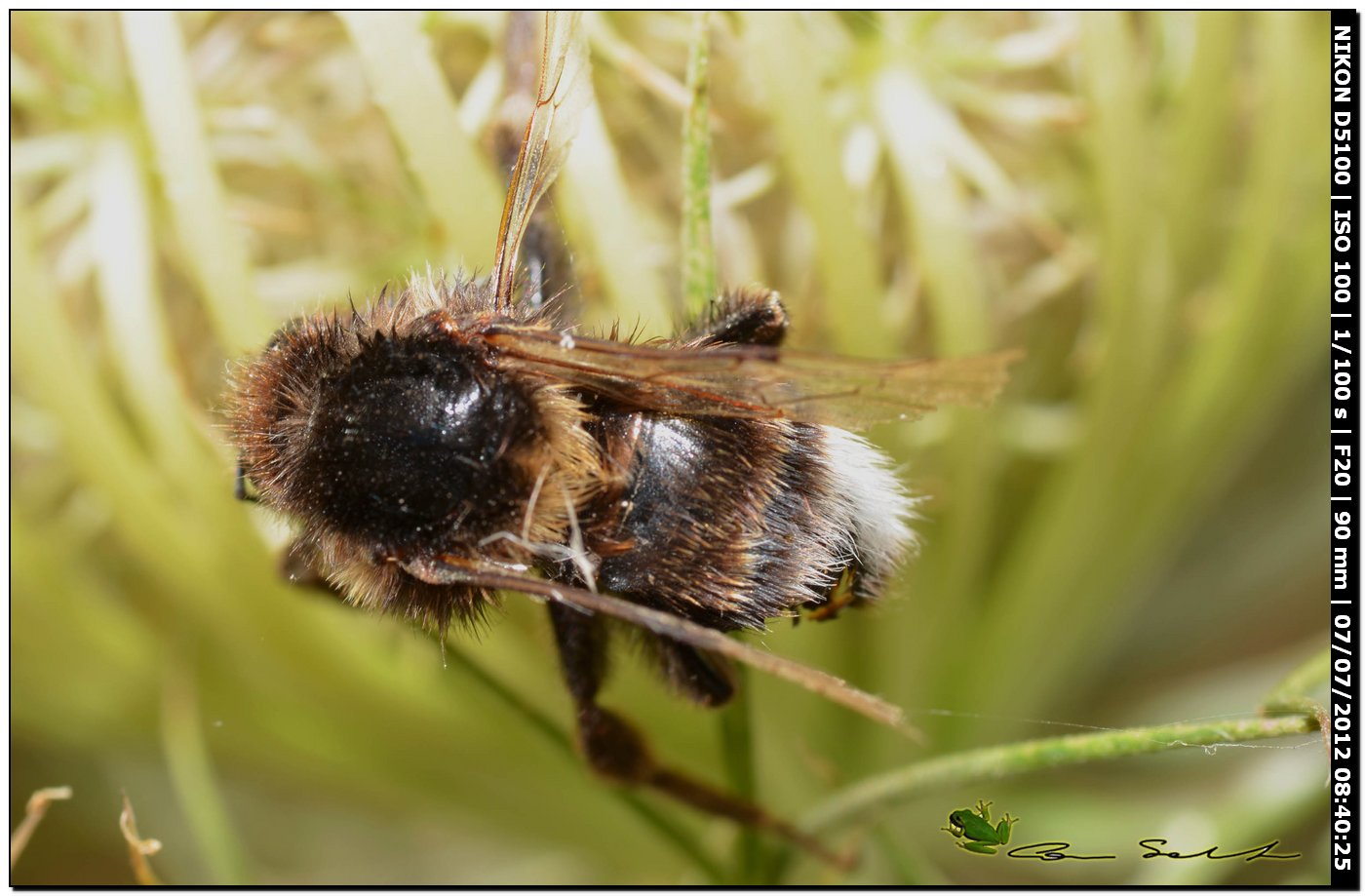 Bombus ...morti sul fiore