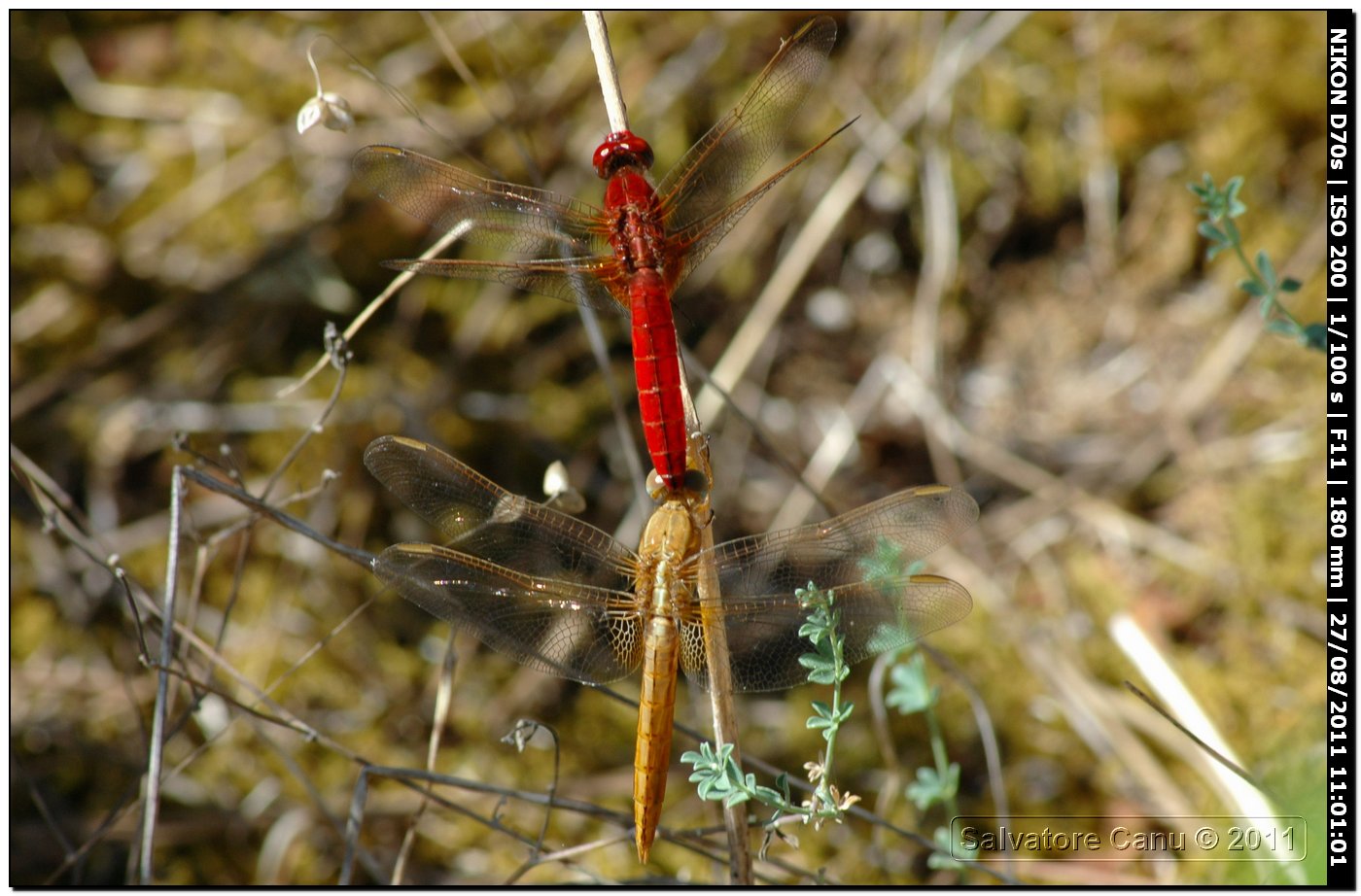 Crocothemis erythraea ♂♀