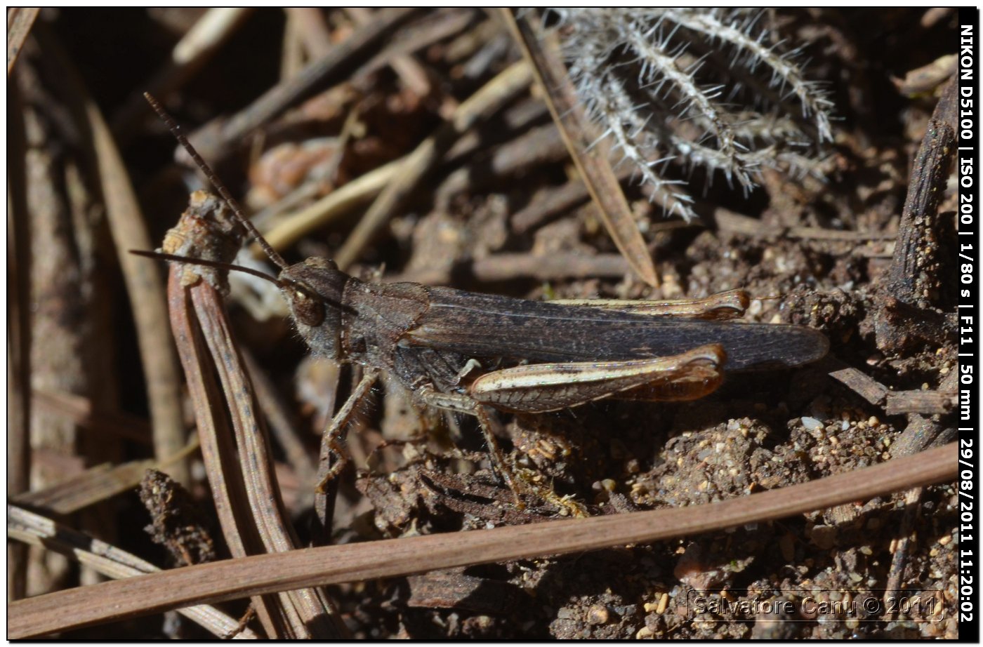 Chorthippus (Glyptobothrus) cfr. brunneus