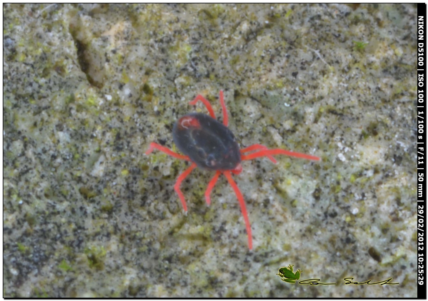 Acaro Penthaleidae, probably Penthaleus sp.