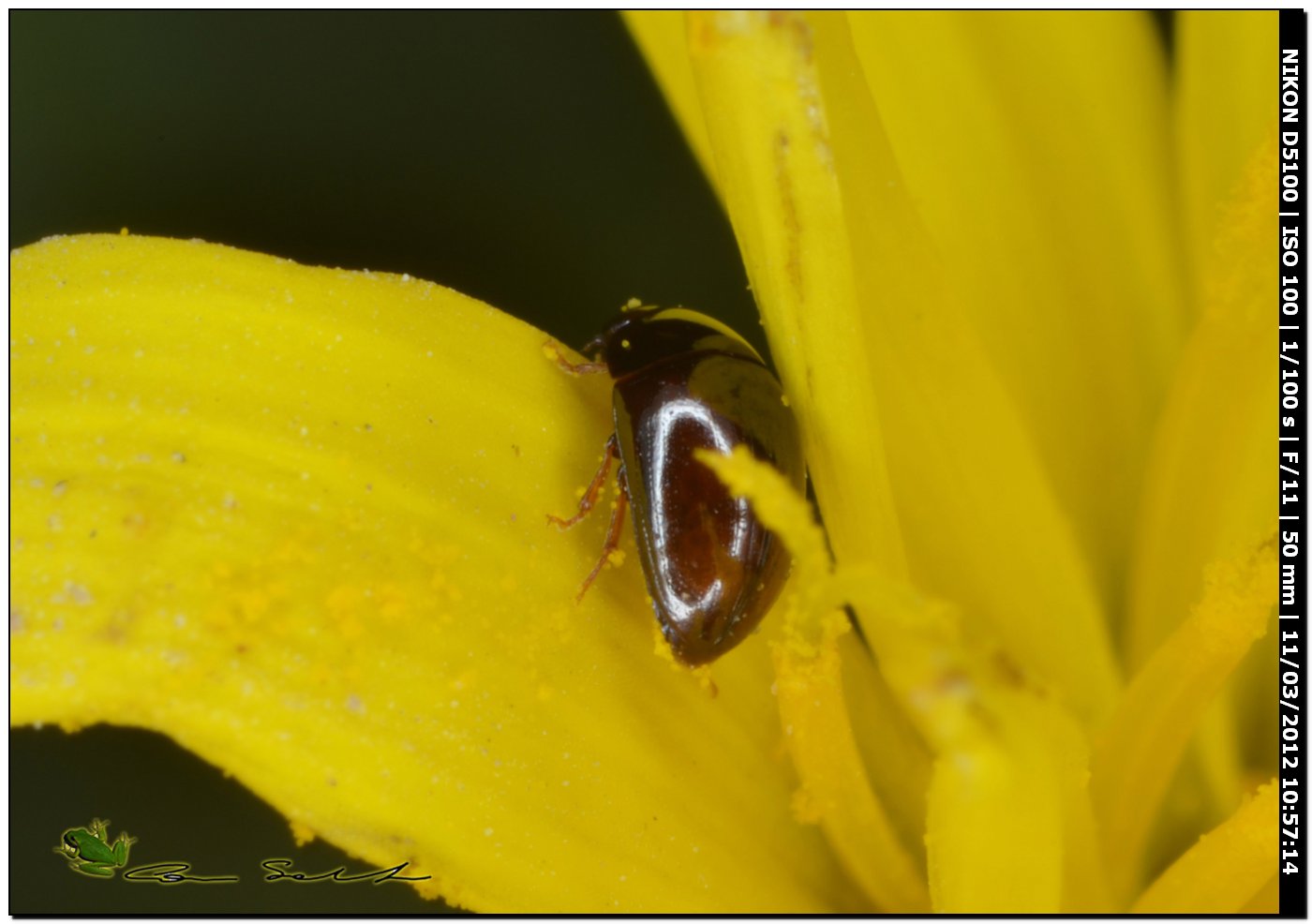 Mini da Stintino:  Phalacridae, forse Olibrus sp.