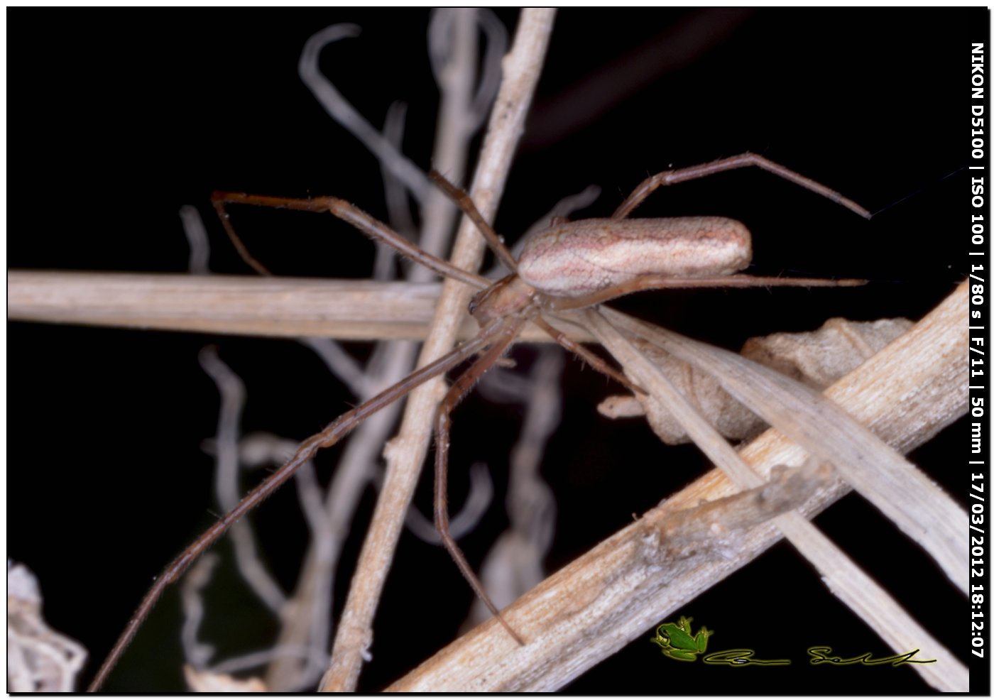 Tetragnatha sp. da Usini