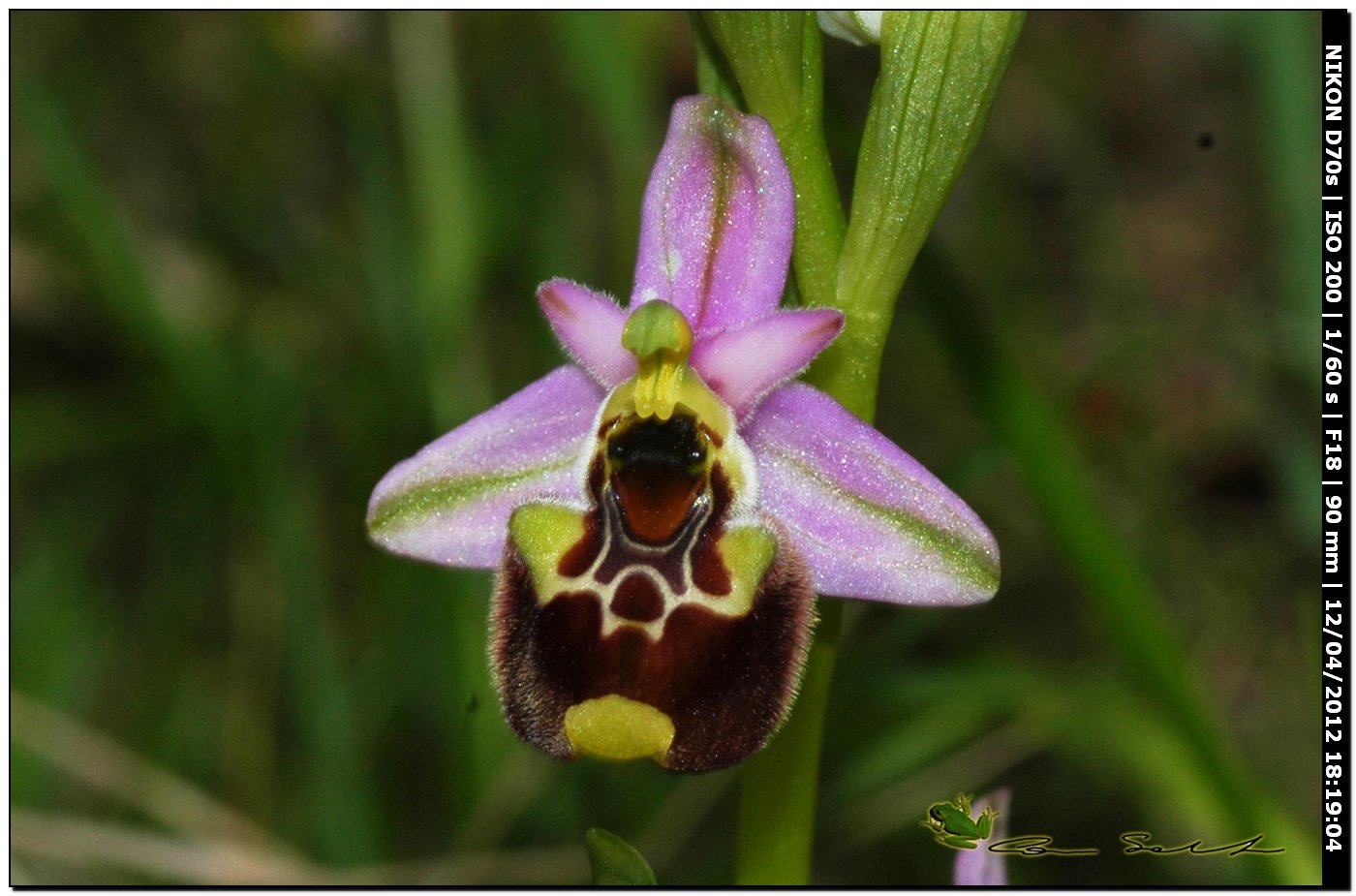 Ophrys annae