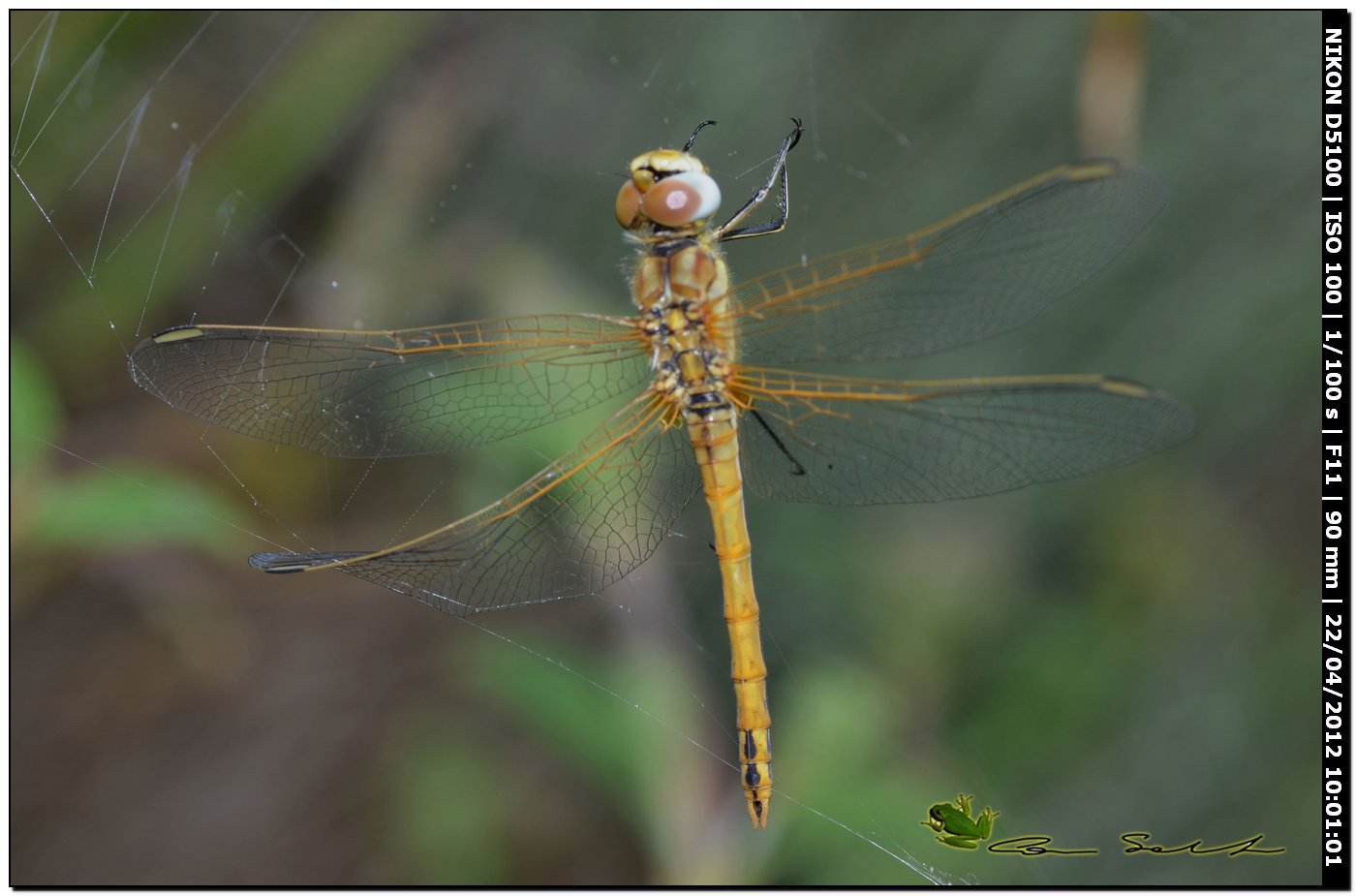 Trithemis annulata ♀