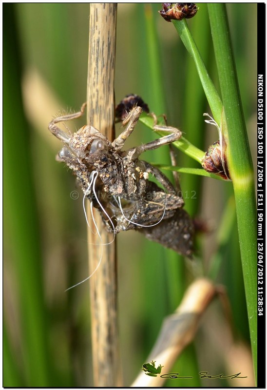 Orthetrum cancellatum, metamorfosi