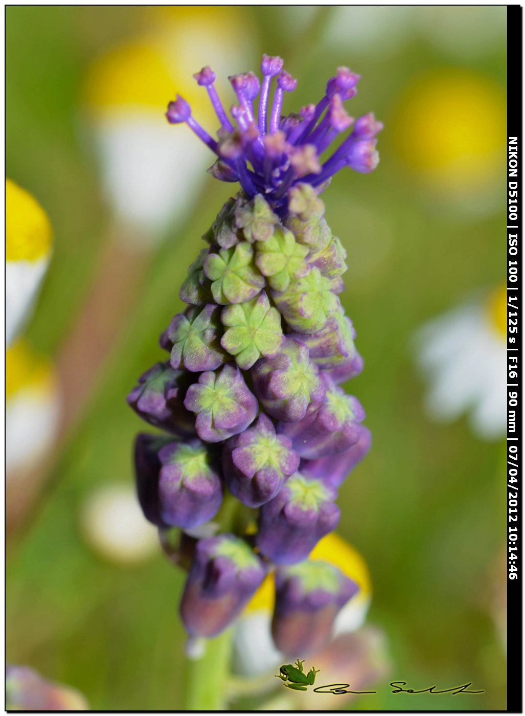 Da Uri - Muscari comosum (L.) Mill.