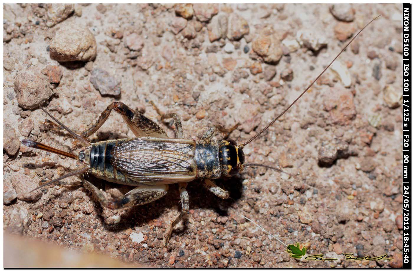 Eumodicogryllus bordigalensis