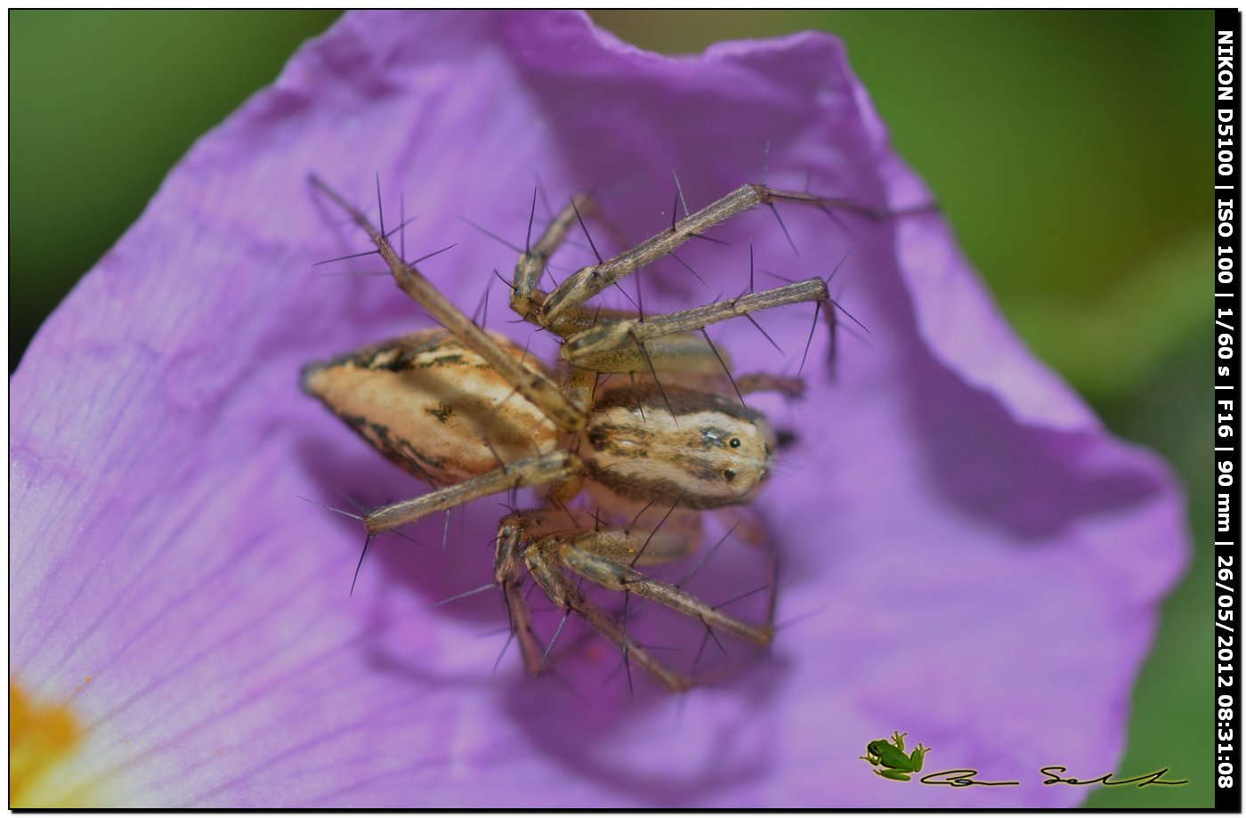 Oxyopes lineatus