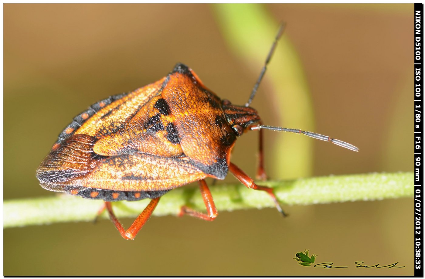 Carpocoris mediterraneus atlanticus 2