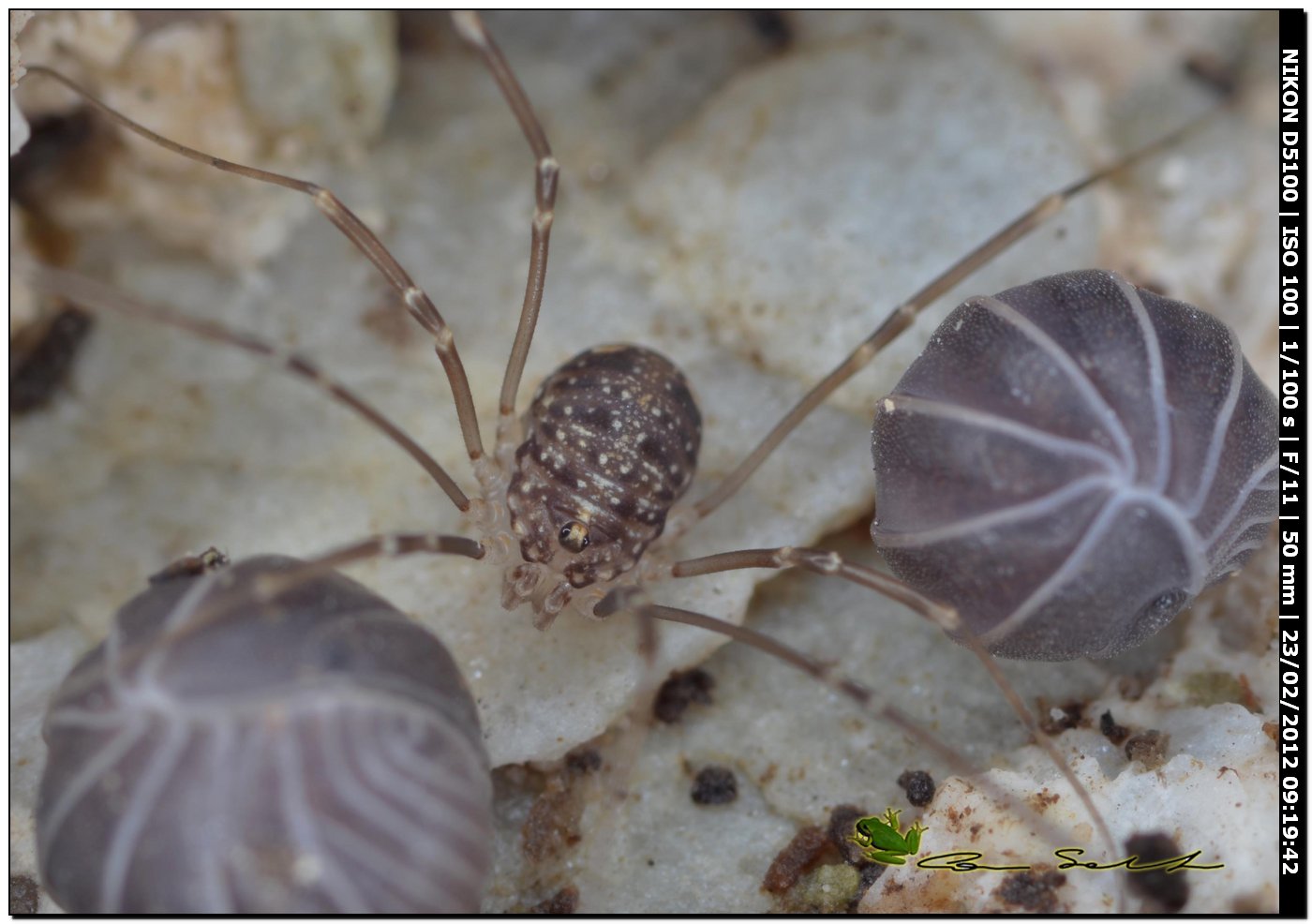 Nelima sp. da Usini 7