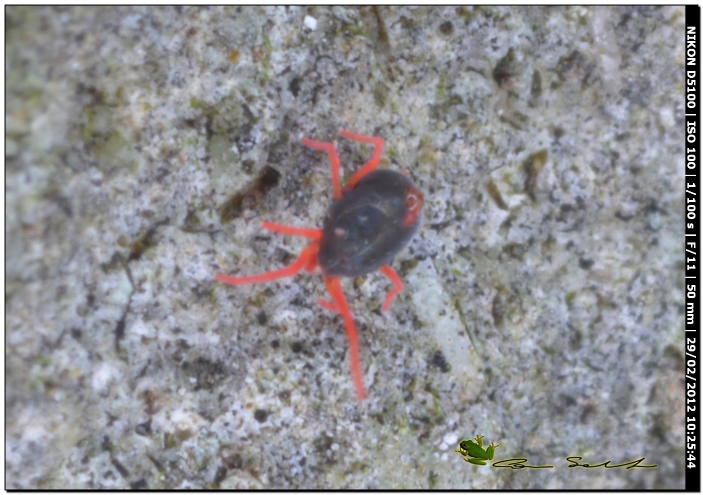 Acaro Penthaleidae, probably Penthaleus sp.