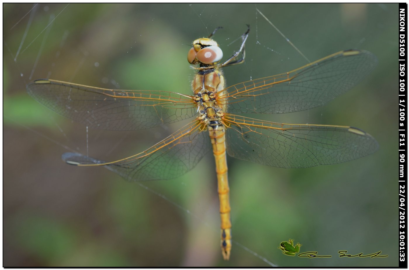 Trithemis annulata ♀