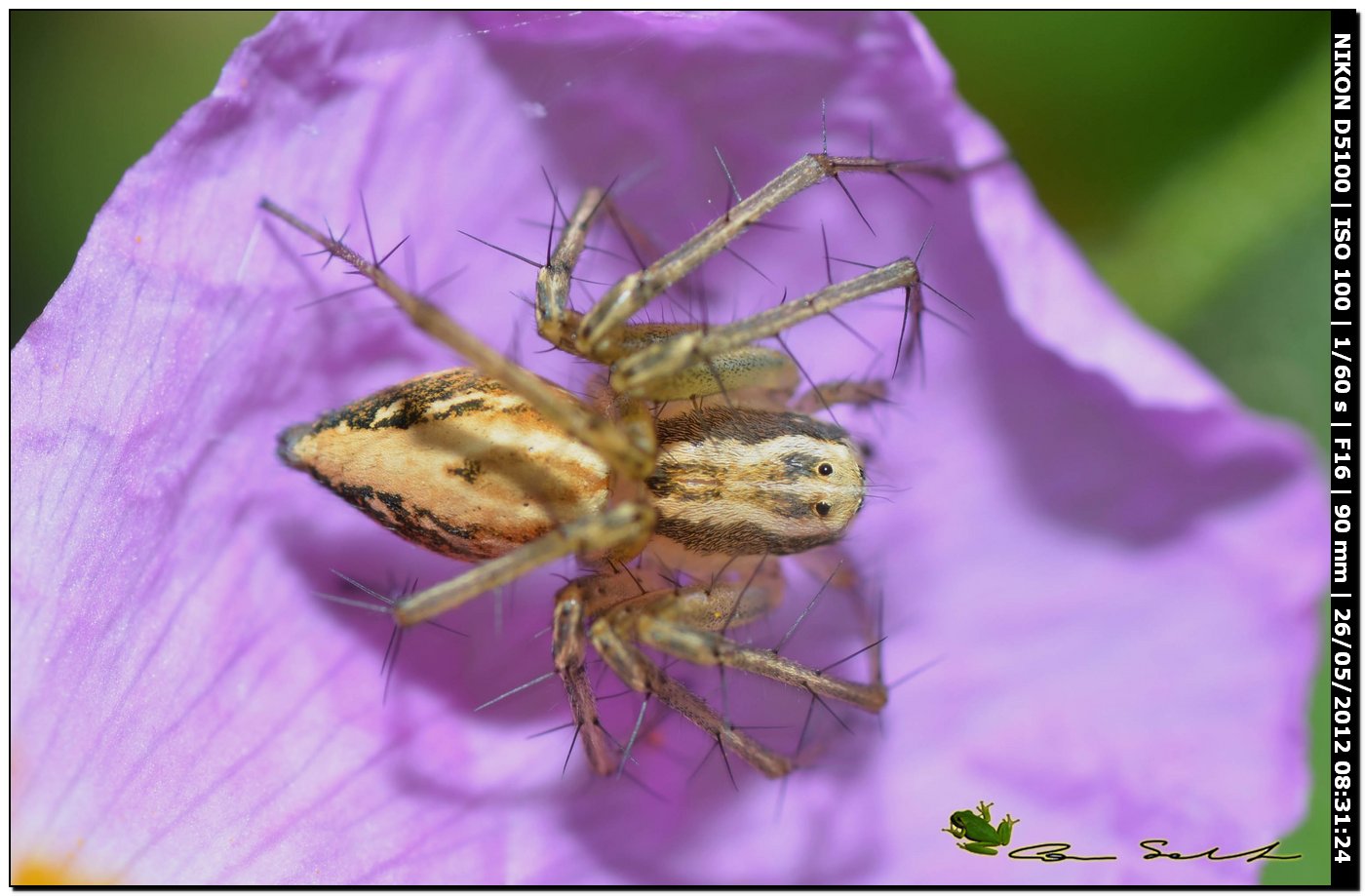 Oxyopes lineatus