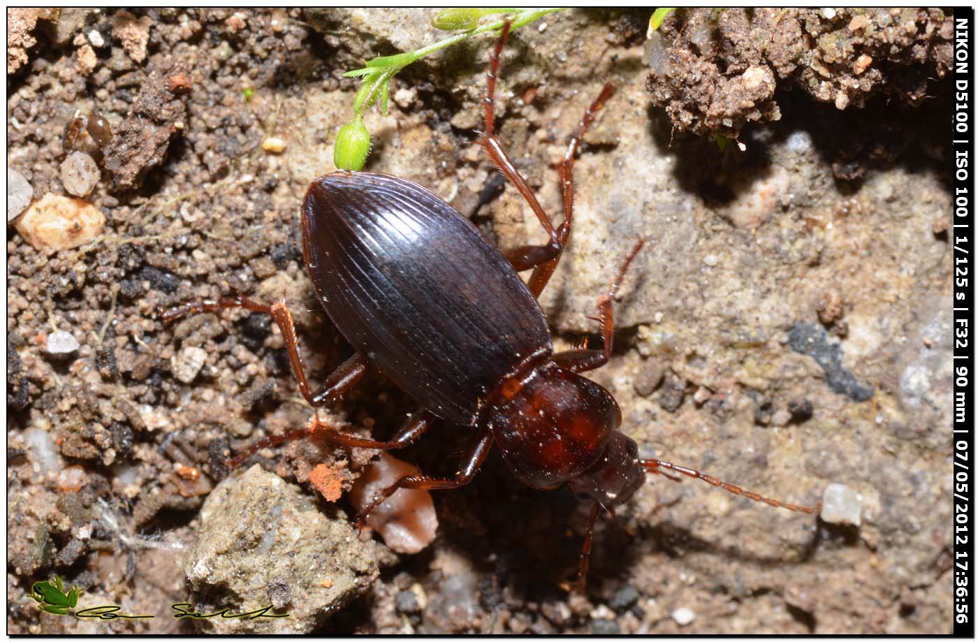 Carabidae: Laemostenus sp. neometamorfosato