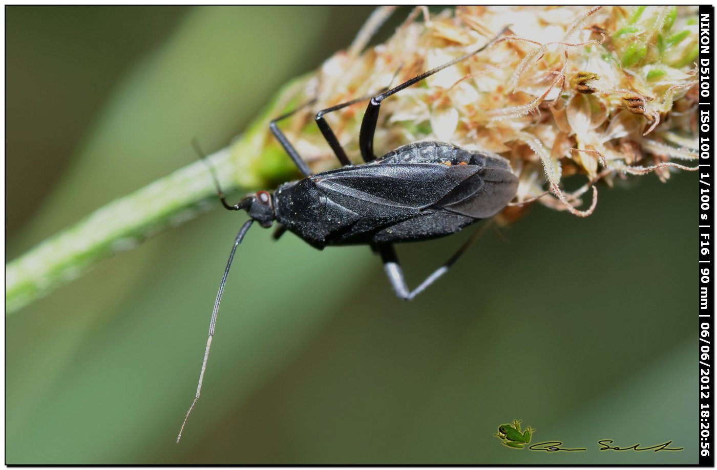 Miridae: Calocoris nemoralis f. picea