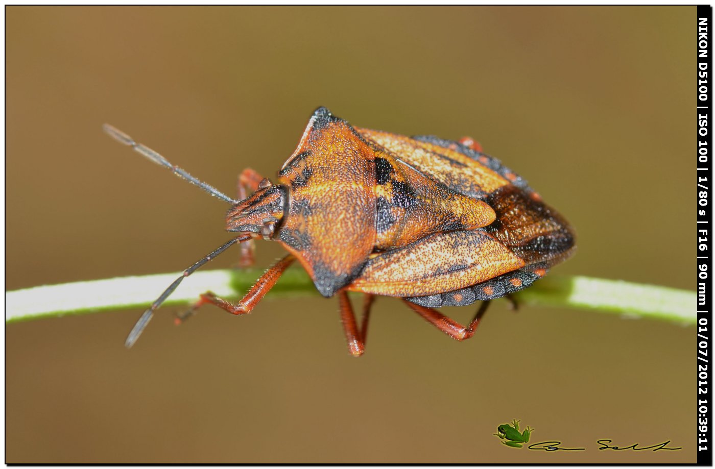 Carpocoris mediterraneus atlanticus 2