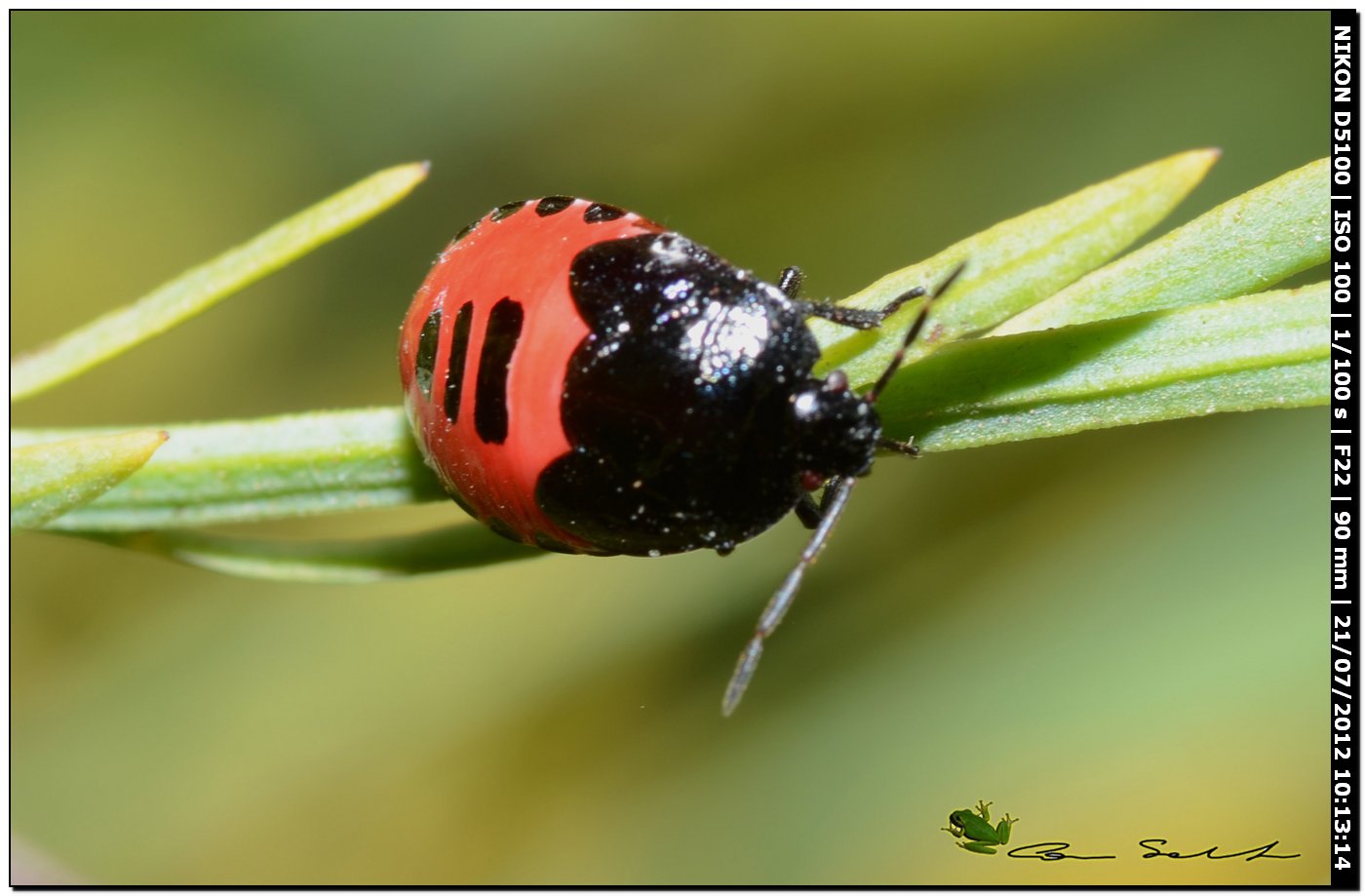 Canthophorus sp., ninfe