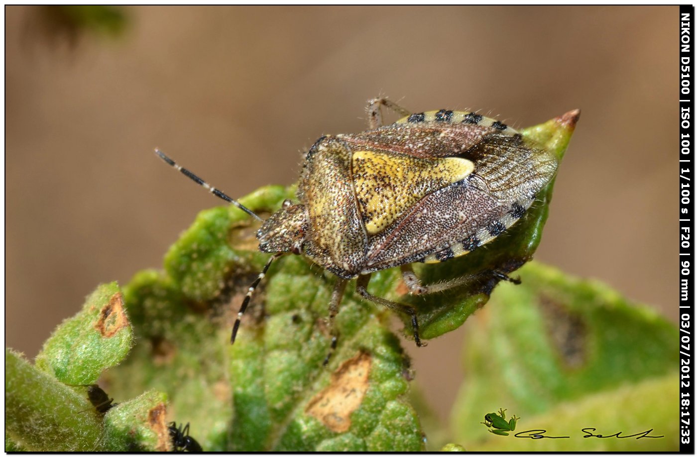 Pentatomidae, Dolycoris baccarum