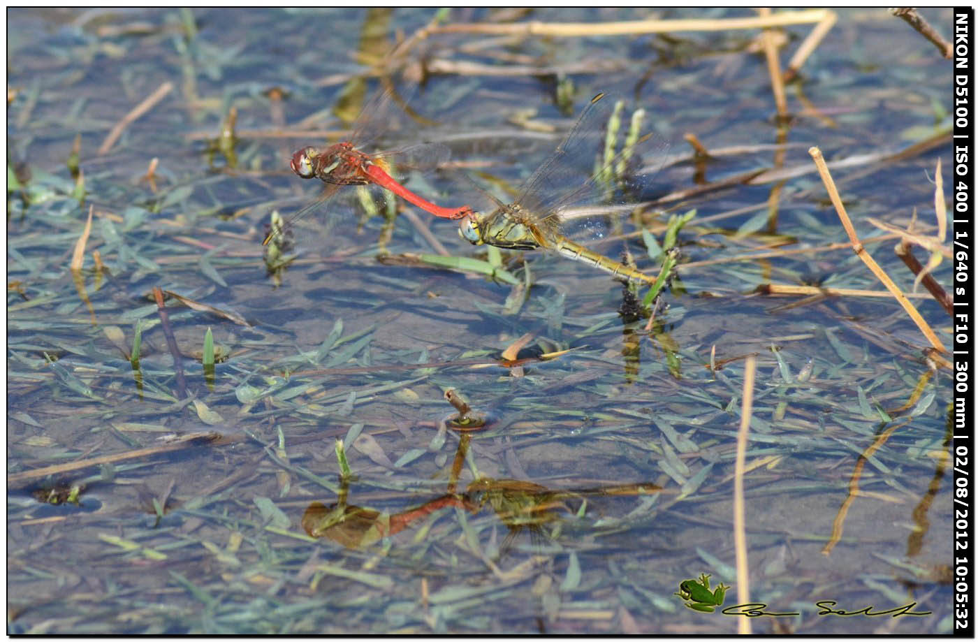 Sympetrum fonscolombii, ovodeposizione