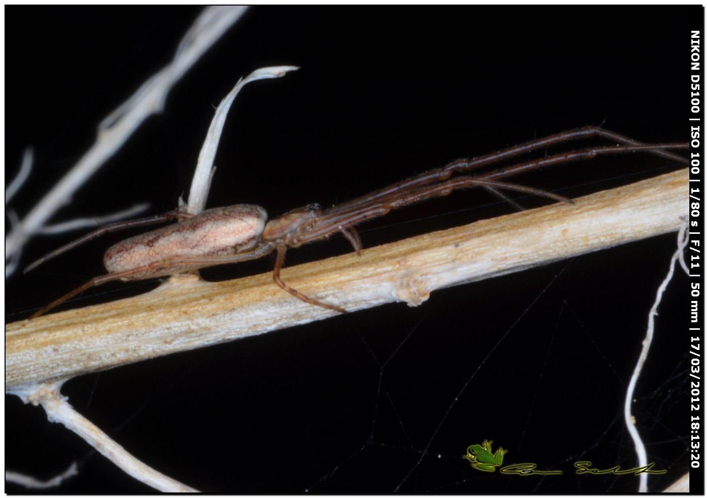 Tetragnatha sp. da Usini