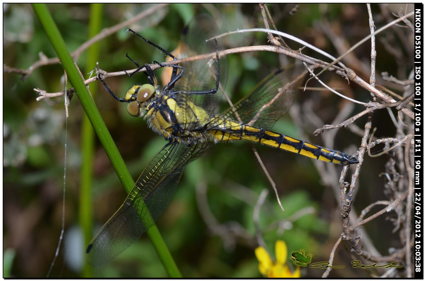 Orthetrum cancellatum