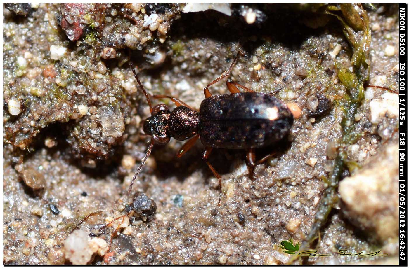 Piccolo Carabidae: Asaphidion cfr curtum