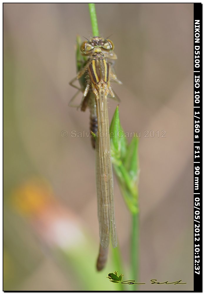 Metamorfosi di ...