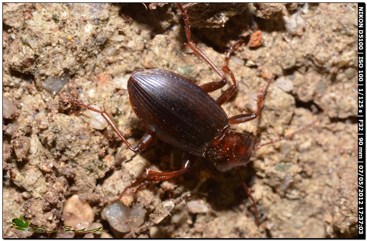 Carabidae: Laemostenus sp. neometamorfosato