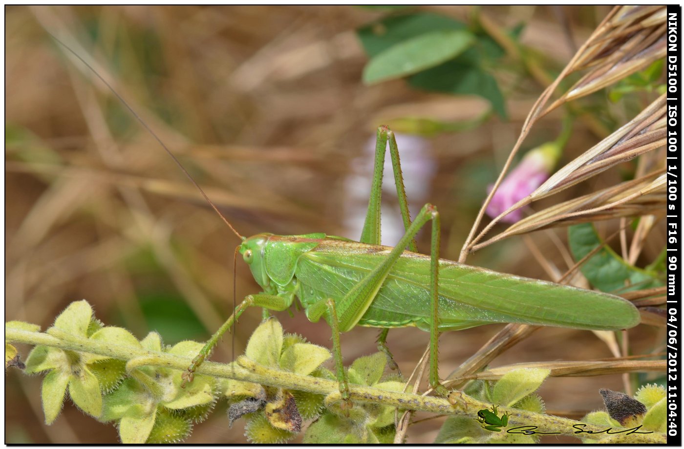 Phaneropteridae? No. Femmina di Tettigonia viridissima