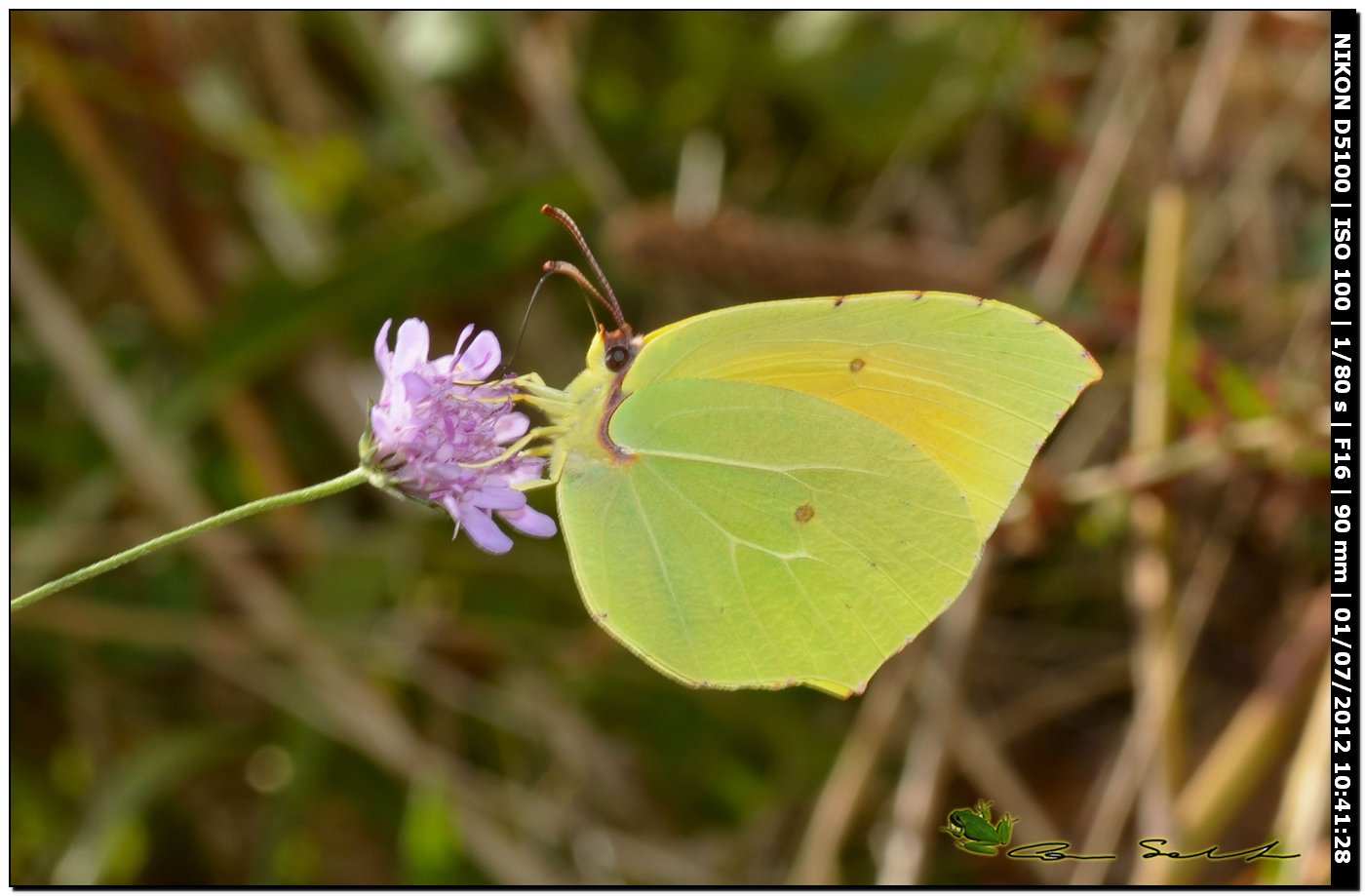 Gonepteryx cleopatra ♂