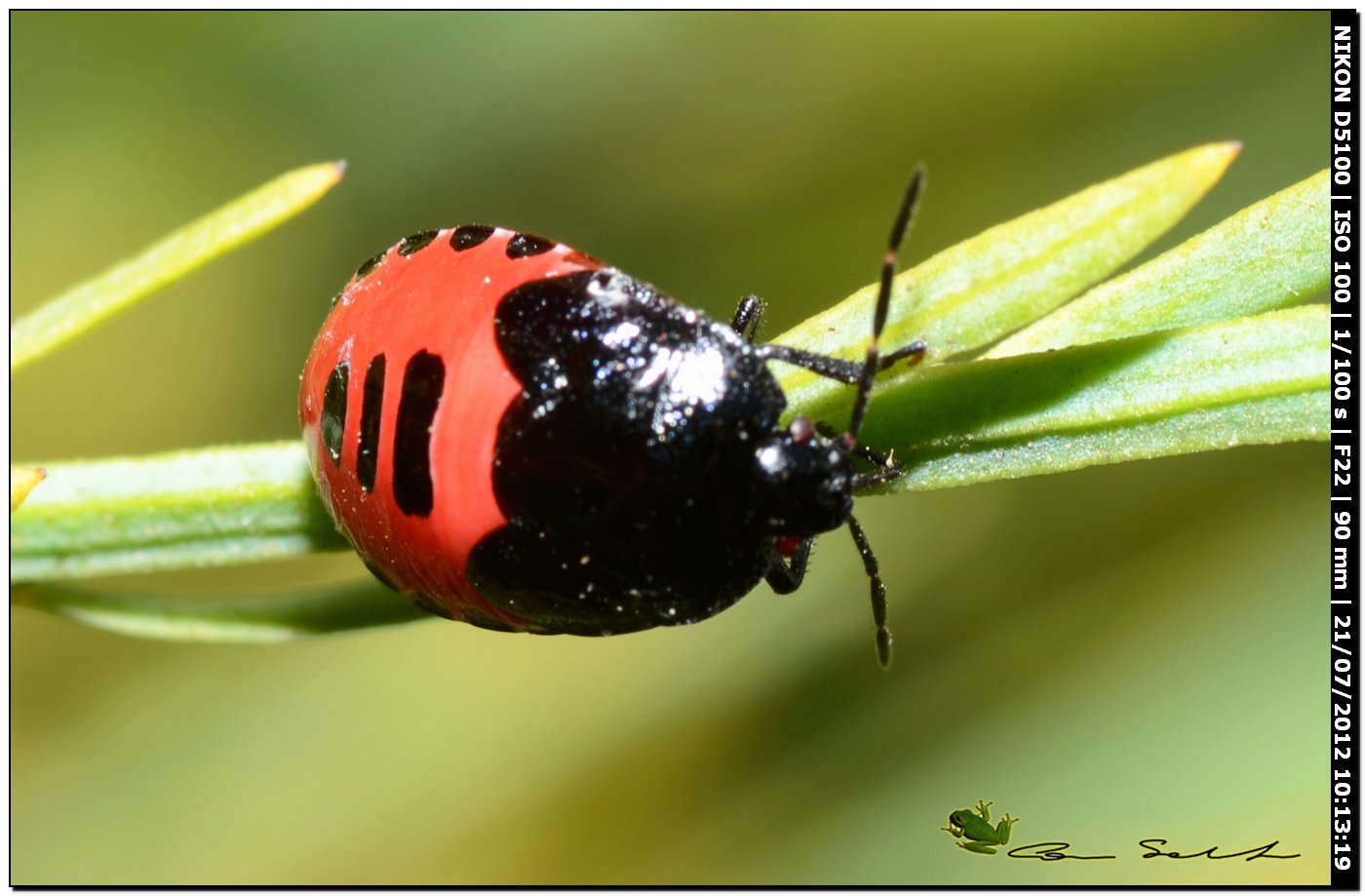 Canthophorus sp., ninfe