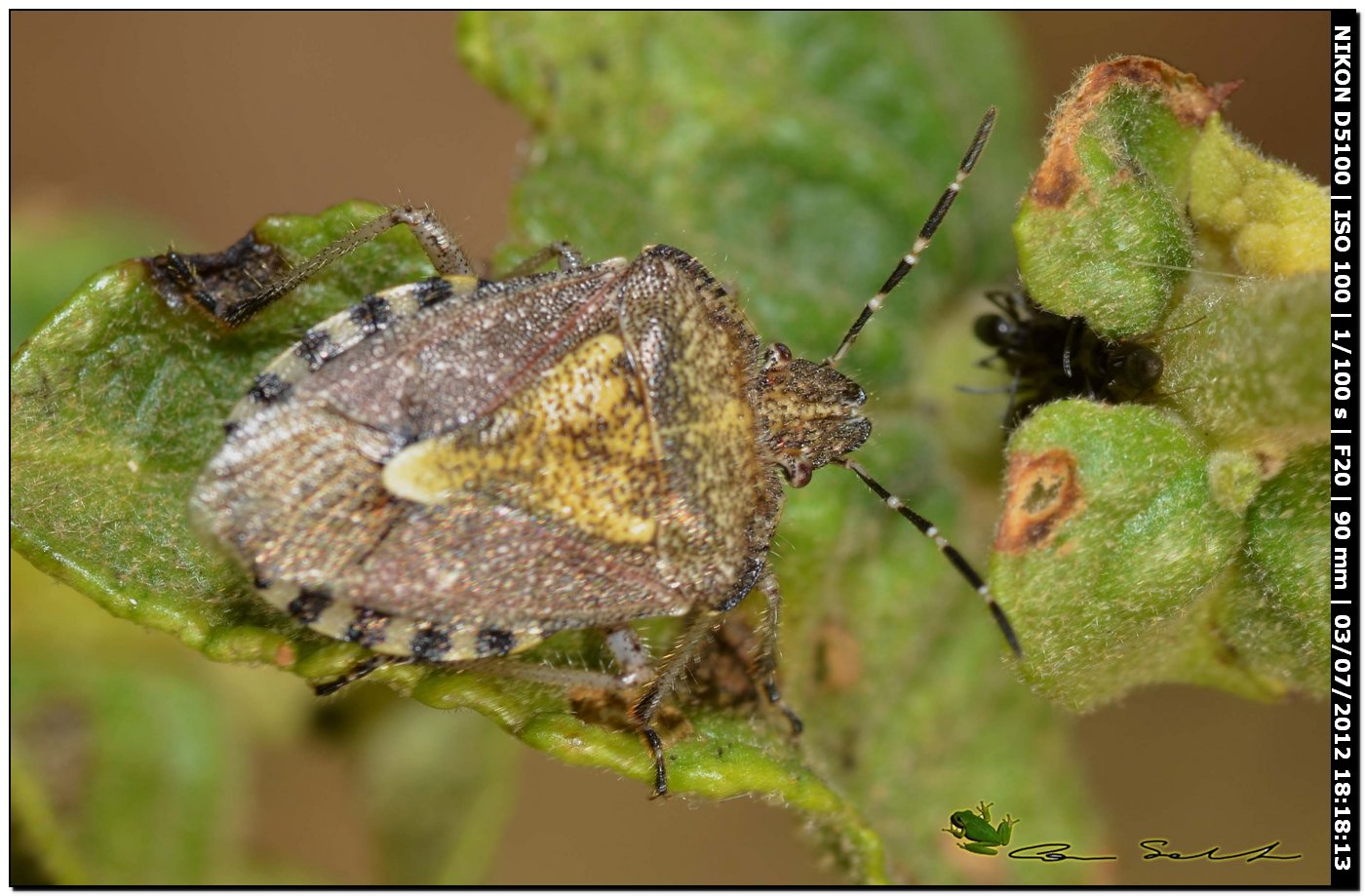 Pentatomidae, Dolycoris baccarum