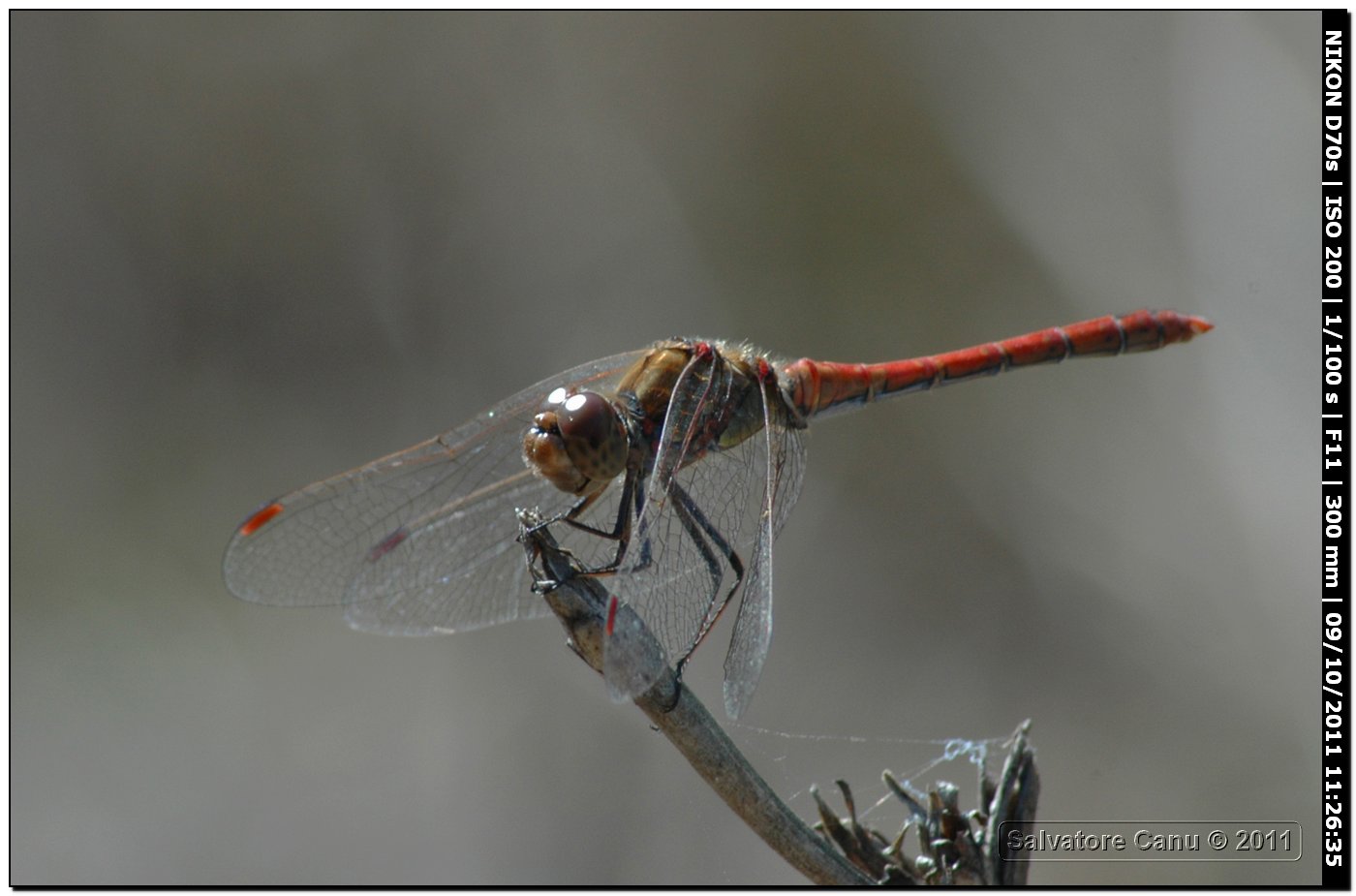 Sympetrum striolatum