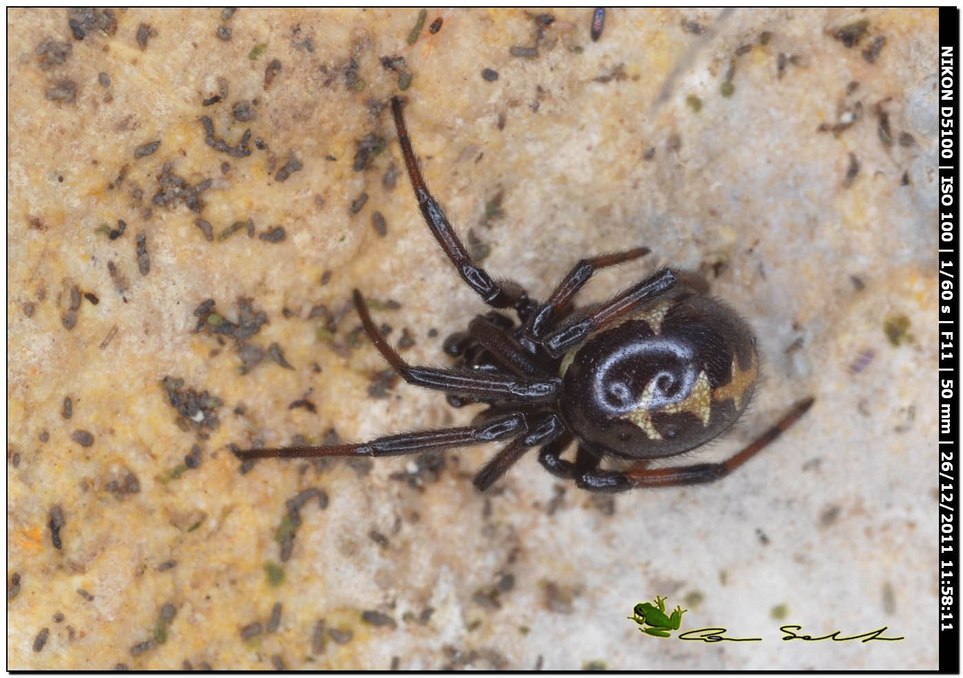 Steatoda paykulliana