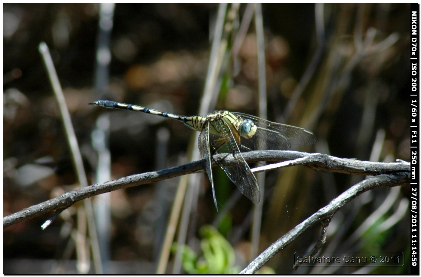 Orthetrum albistylum♀??