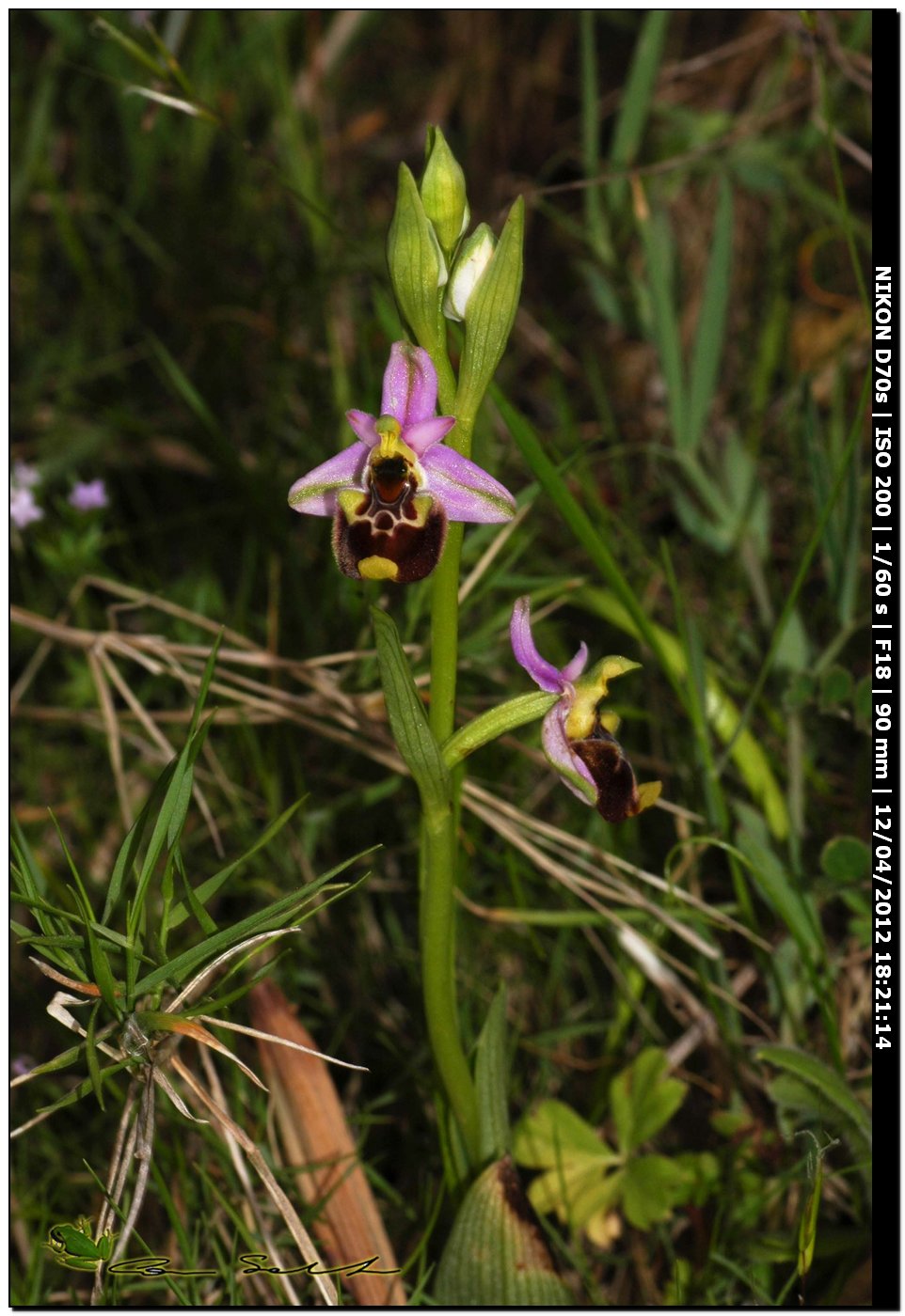 Ophrys annae