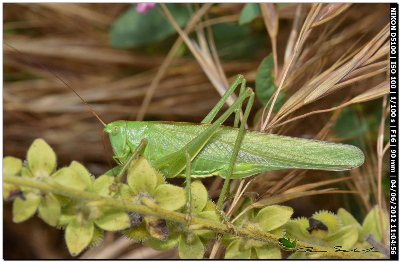 Phaneropteridae? No. Femmina di Tettigonia viridissima