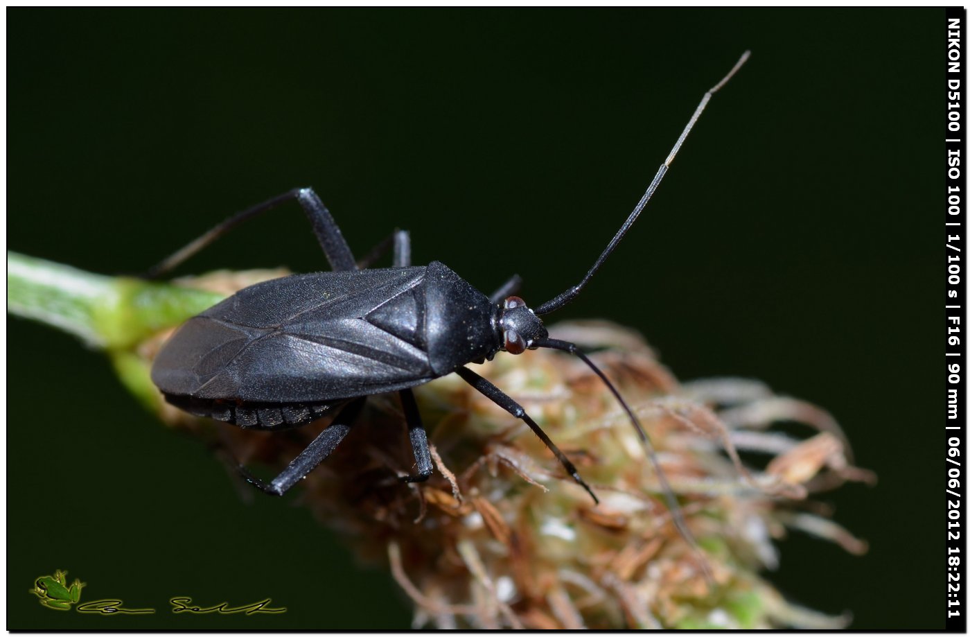 Miridae: Calocoris nemoralis f. picea