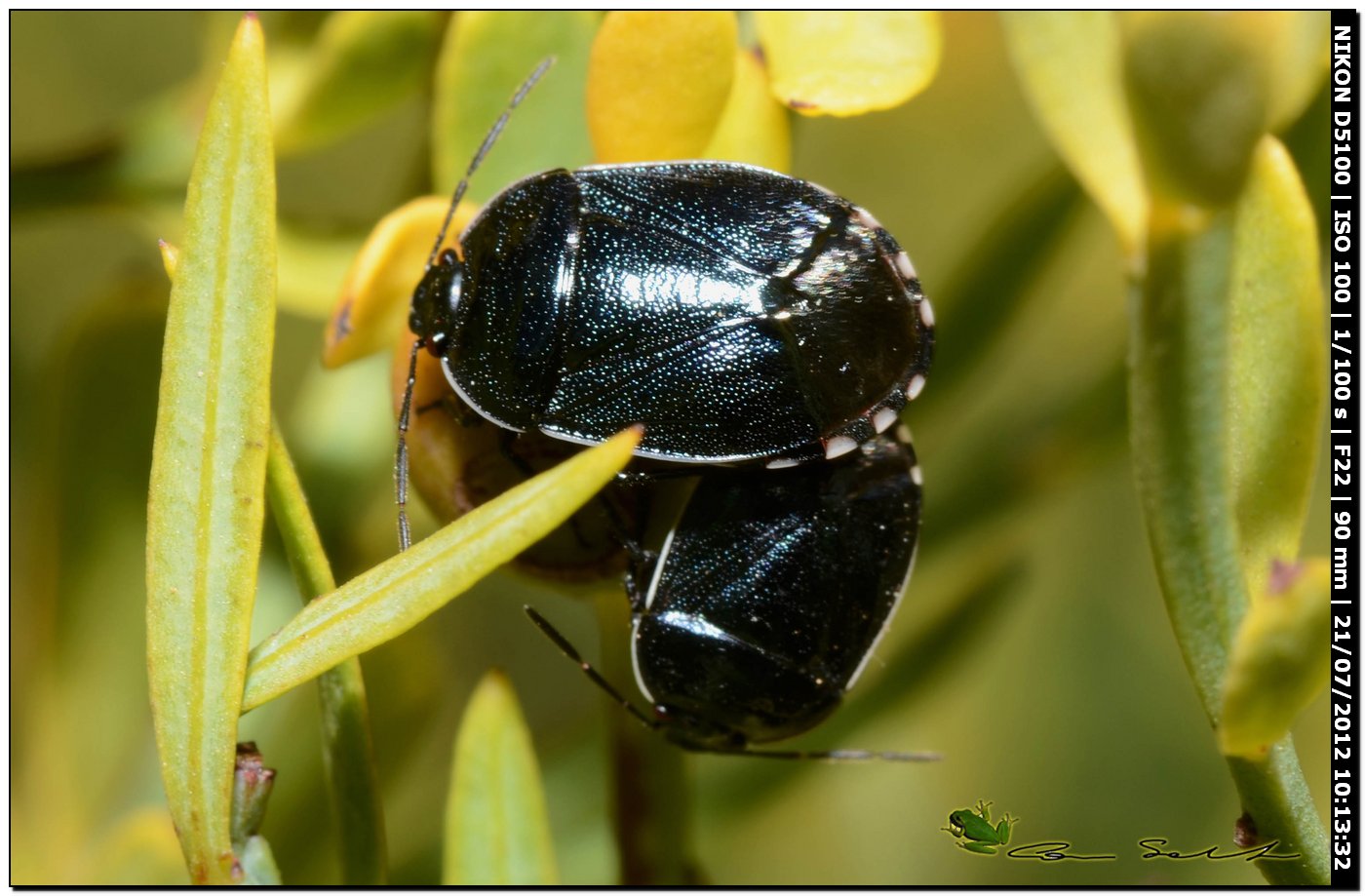 Canthophorus sp.