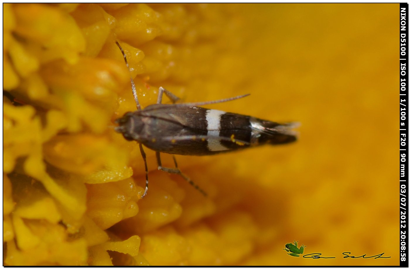 Glyphipterigidae: Glyphipterix sp.