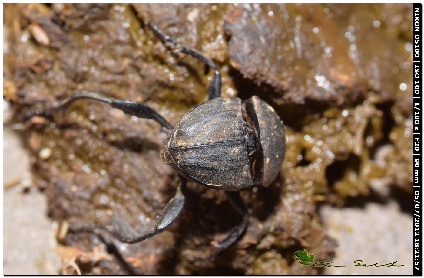 Scarabaeidae Sisyphus schaefferi